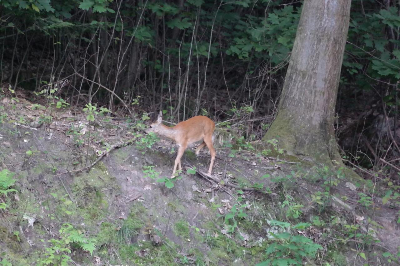 Ferienwohnung Am Wald Bad Herrenalb Buitenkant foto